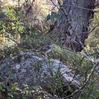 Cinclosoma punctatum (Spotted Quail-thrush) at Tennent, ACT - 24 Apr 2022 by Rebeccajgee