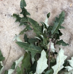 Solanum cinereum (Narrawa Burr) at Garran, ACT - 24 Apr 2022 by ruthkerruish