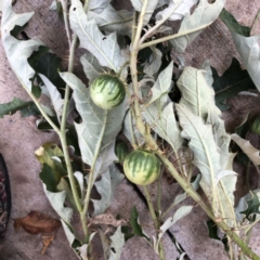 Solanum cinereum at Garran, ACT - 24 Apr 2022