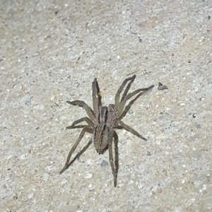 Miturga sp. (genus) at Jacka, ACT - 23 Apr 2022