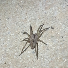 Miturga sp. (genus) (Prowling Spider) at Jacka, ACT - 23 Apr 2022 by woyapp