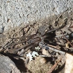 Miturga sp. (genus) at Jacka, ACT - 23 Apr 2022