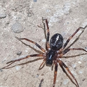 Battalus adamparsoni at Jacka, ACT - 23 Apr 2022 08:21 PM