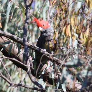 Callocephalon fimbriatum at Chiltern, VIC - 24 Apr 2022