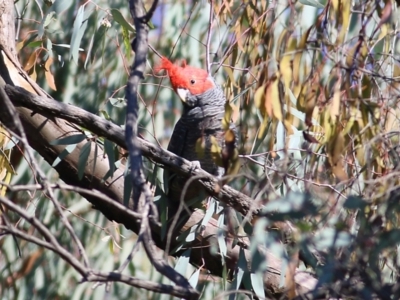 Callocephalon fimbriatum (Gang-gang Cockatoo) at Chiltern, VIC - 24 Apr 2022 by KylieWaldon