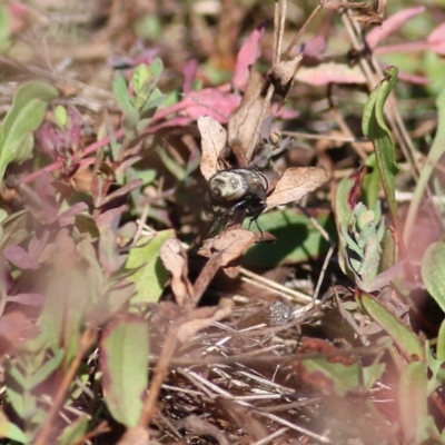 Unidentified Blow fly (Calliphoridae) at Chiltern, VIC - 24 Apr 2022 by KylieWaldon