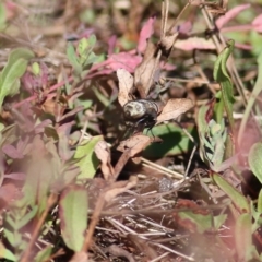 Unidentified Blow fly (Calliphoridae) (TBC) at suppressed - 24 Apr 2022 by KylieWaldon