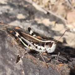 Macrotona australis (Common Macrotona Grasshopper) at Rendezvous Creek, ACT - 24 Apr 2022 by pixelnips