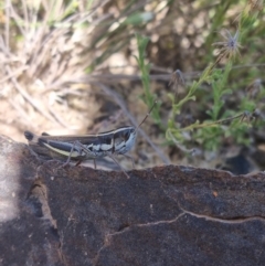 Macrotona australis at Rendezvous Creek, ACT - 24 Apr 2022 11:01 AM