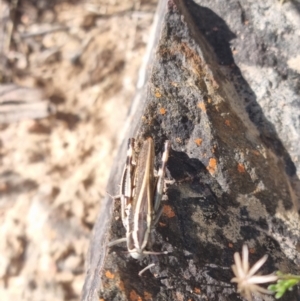 Macrotona australis at Rendezvous Creek, ACT - 24 Apr 2022 11:01 AM