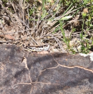 Macrotona australis at Rendezvous Creek, ACT - 24 Apr 2022