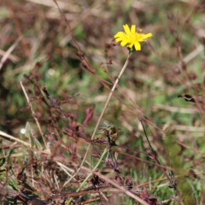 Unidentified Daisy at Chiltern, VIC - 24 Apr 2022 by KylieWaldon