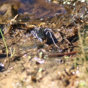 Fabriogenia sp. (genus) at Chiltern, VIC - 24 Apr 2022