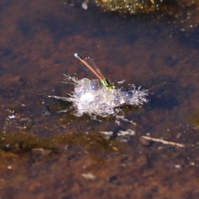 Unidentified Damselfly (Zygoptera) at Chiltern, VIC - 24 Apr 2022 by KylieWaldon