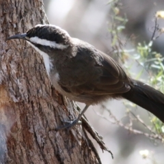 Pomatostomus superciliosus (White-browed Babbler) at Chiltern-Mt Pilot National Park - 24 Apr 2022 by KylieWaldon