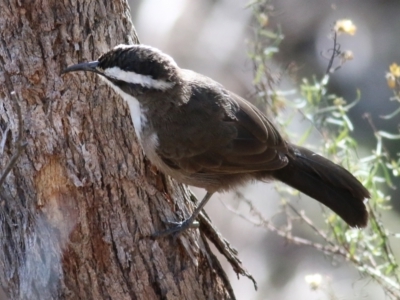 Pomatostomus superciliosus (White-browed Babbler) at Chiltern, VIC - 24 Apr 2022 by KylieWaldon