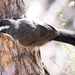 Pomatostomus superciliosus at Chiltern, VIC - 24 Apr 2022