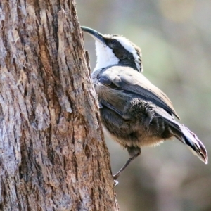 Pomatostomus superciliosus at Chiltern, VIC - 24 Apr 2022