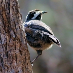 Pomatostomus superciliosus at Chiltern, VIC - 24 Apr 2022