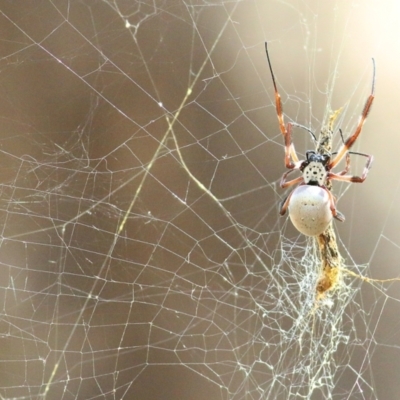 Trichonephila edulis (Golden orb weaver) at Chiltern, VIC - 24 Apr 2022 by KylieWaldon