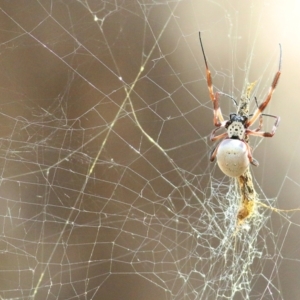 Unidentified Orb-weaving spider (several families) (TBC) at suppressed by KylieWaldon