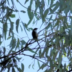 Melithreptus lunatus (White-naped Honeyeater) at Chiltern, VIC - 24 Apr 2022 by KylieWaldon