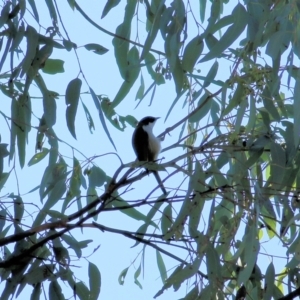 Melithreptus lunatus at Chiltern, VIC - 24 Apr 2022 11:12 AM