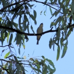 Melithreptus lunatus at Chiltern, VIC - 24 Apr 2022 11:12 AM