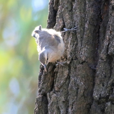 Climacteris picumnus (Brown Treecreeper) at Chiltern-Mt Pilot National Park - 24 Apr 2022 by KylieWaldon