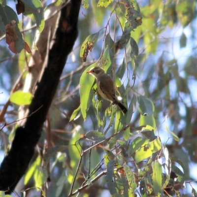 Melithreptus brevirostris (Brown-headed Honeyeater) at Chiltern, VIC - 24 Apr 2022 by KylieWaldon