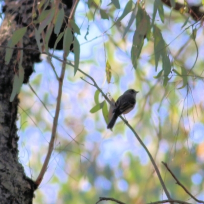 Pachycephala pectoralis (Golden Whistler) at Chiltern-Mt Pilot National Park - 24 Apr 2022 by KylieWaldon