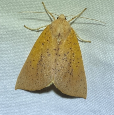Plesanemma fucata (Lemon Gum Moth) at QPRC LGA - 24 Apr 2022 by Steve_Bok