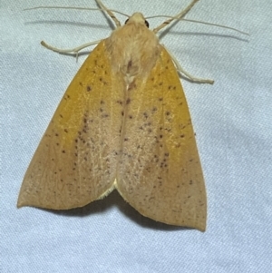 Plesanemma fucata at Jerrabomberra, NSW - suppressed