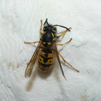 Vespula germanica (German Yellowjacket Wasp (also known as European Wasp)) at McKellar, ACT - 23 Apr 2022 by Amata