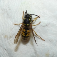 Vespula germanica (European wasp) at McKellar, ACT - 23 Apr 2022 by Birdy
