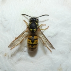 Vespula germanica at McKellar, ACT - 23 Apr 2022