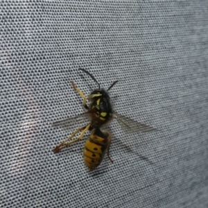 Vespula germanica at McKellar, ACT - 23 Apr 2022