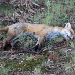 Vulpes vulpes (Red Fox) at Macarthur, ACT - 24 Apr 2022 by RodDeb