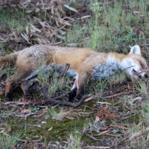 Vulpes vulpes at Macarthur, ACT - 24 Apr 2022