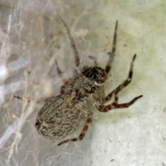 Badumna longinqua (Grey House Spider) at Macarthur, ACT - 24 Apr 2022 by RodDeb