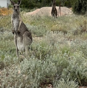 Macropus giganteus at Lightning Ridge, NSW - 24 Apr 2022