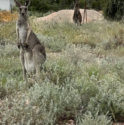 Macropus giganteus (Eastern Grey Kangaroo) at Lightning Ridge, NSW - 24 Apr 2022 by SimoneC