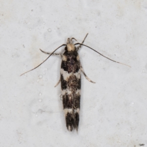 Limnaecia callimitris at Melba, ACT - 17 Mar 2022 09:35 PM