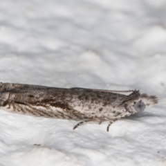 Holocola (genus) (Olethreutinae) at Melba, ACT - 17 Mar 2022 by kasiaaus