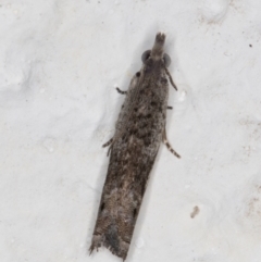 Holocola (genus) at Melba, ACT - 17 Mar 2022 09:36 PM