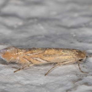 Phyllonorycter messaniella at Melba, ACT - 17 Mar 2022