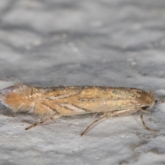 Phyllonorycter messaniella (Zeller's Midget, Gracillariidae) at Melba, ACT - 17 Mar 2022 by kasiaaus