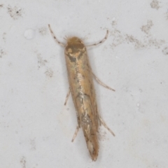 Phyllonorycter messaniella at Melba, ACT - 17 Mar 2022