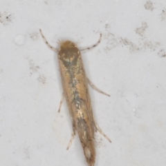 Phyllonorycter messaniella at Melba, ACT - 17 Mar 2022