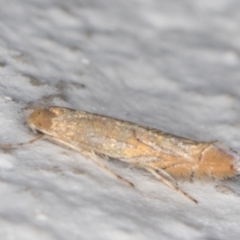 Phyllonorycter messaniella at Melba, ACT - 17 Mar 2022